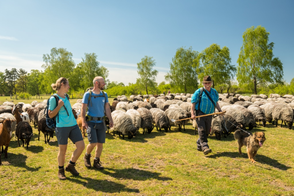 Hikers with shepherds and Heidschnucken | Photo: Lüneburger Heide GmbH