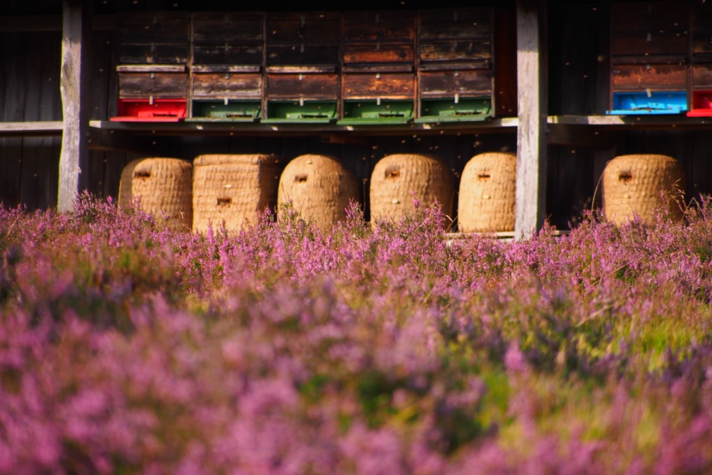 Beehives in the (bee enclosure) apiary during heather blossoming | Photo: VNP Stiftung Naturschutzpark
